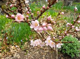 Don't prune if there's still a risk of freezing. Do Cotton Sheets Save Fruit Buds Gardening Charlotte