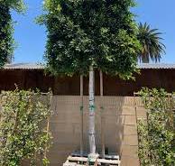 Indian Laurel Tree - Ficus nitida - Espalier
