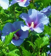 This Item Is Unavailable Hibiscus Plant Blue Hibiscus Hardy Perennials