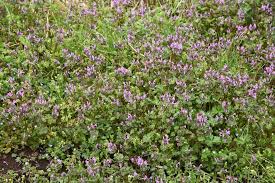 If you put flowering trees into a certain type of stress situation, they start. Lawn Weeds Identification Guide Weeds In Texas With Pictures