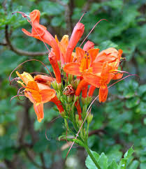 Image result for Tecoma capensis