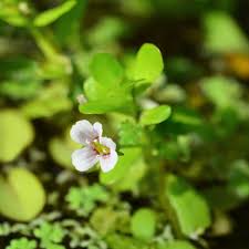 Image result for Bacopa monnieri