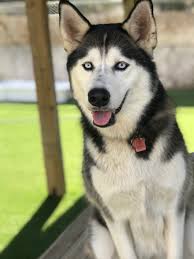 Brent parker has been a veterinarian since 1988, with 30 years of practicing in santa fe. Club Pet Boarding Helen Woodward Animal Center