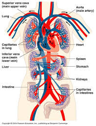 With this tool you can calculate the intersection(s) of list of elements. Anatomy For The Cardiovascular System Other Quizizz