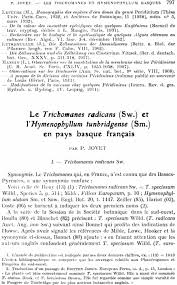 Image result for Hymenophyllum tunbridgense