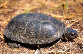 Image result for Volusia amboinensis