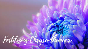 Best fertilizers for flowering plants uk. What Is A Good Fertilizer For Chrysanthemums Fertilizer For Less