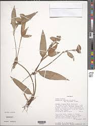 Image result for Commelina zambesica