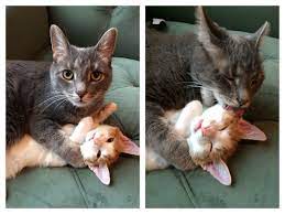 My Older Cat Got Sick Of My Kitten Trying To Play With Him So He Pinned Him Down And Licked Him Until He Fell Asleep Cats Animals Crazy Cats
