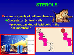 Main sterol in animal cell membrane. Cell Structure Function Ppt Video Online Download
