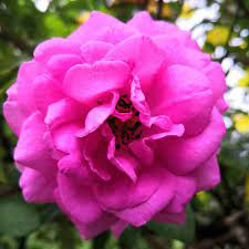 The Panineer Rosa In All Its Glory It Smells Exactly Like Your Rose Water Boiling It In Water Yield Fresh Rose Water Which Can Be Use Rose Water Rose Flowers