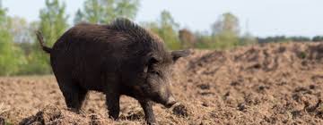 Transportation of your animal to meat processor / taxidermist. Hunting License No Longer Required To Hunt Wild Pigs In Texas Texas A M Nri