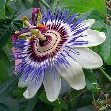 Passionfruit Flower Passion Flower Blue Passion Flower Unusual Flowers