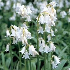 We did not find results for: Spanish Bluebells Mixture White Flower Farm