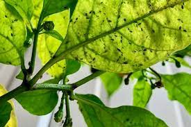 The more i find out about nature the more i love it. Aphids On Pepper Plants How To Treat And Prevent Pepper Geek