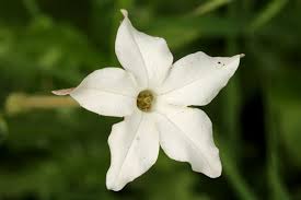 Image result for Turbina longiflora