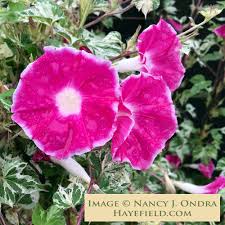 Image result for Ipomoea ephemera