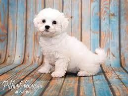 We raise them for conformation and temperment. Bichon Frise Puppies For Sale The Ultimate Powder Puff Dog