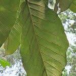 Image result for Ficus laurifolia