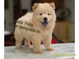 Black And Brown Pomeranian Price In India Chow Chow Puppies Price In Ranchi Chow Chow Puppies For Sale In Ranchi Chow Puppies For Sale Chow Chow Puppy Pitbull Puppies