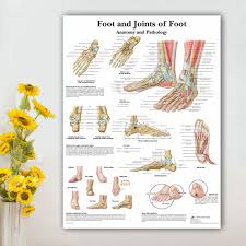 foot joints of foot chart anatomy pathology poster canvas painting wall pictures for medical education doctors office classroom