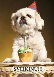 linksmi gimtadienio atvirukai joyeux anniversaire chiot image drole chien joyeux anniversaire drole