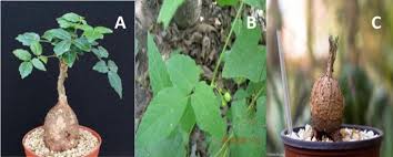 Image result for Cyphostemma adenocaule
