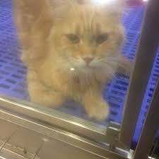 Apple hotel shah alam offers accommodation in shah alam. Photos At Imadi Pet Now Closed Pet Store In Shah Alam