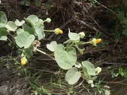 Image result for Abutilon sonneratianum