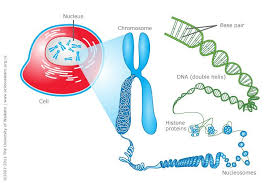 Human Cells Have 23 Pairs Of Chromosomes Each Chromosome Is Made Up Of A Dna Molecule That Is Made Up Of A Series Of Nucleotides Nutrigenomics Dna Dna Project
