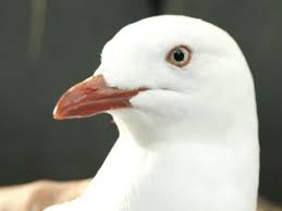 The seagull kind of became a little problem, too, because a lot of people were saying, what do you want to do about the seagull? and the bird's real name is sully, right? Sully Seagull