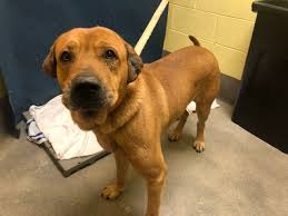 Petharbor Com Animal Shelter Adopt A Pet Dogs Cats Puppies Kittens Humane Society Spca Lost Found Animal Shelter Humane Society Dogs
