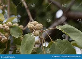 Image result for Croton macrostachyus