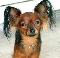 Types Of Chis Page 5 Chihuahua Forum Chihuahua Breed Dog Forums Russian Toy Terrier Russian Toys Terrier Dog Breeds