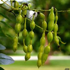 Image result for Styphnolobium