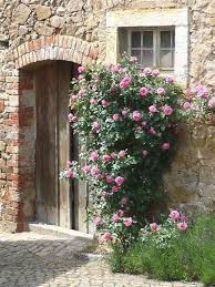 Kletterrosen für romantik im garten online kaufen. Kletterrosen Ihre Verwendung In Der Fassadenbegrunung