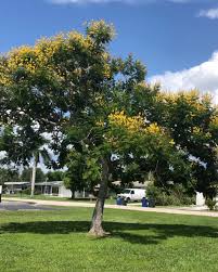 Image result for Peltophorum dubium