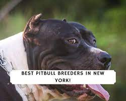 Pit bull terrier · buffalo, ny. 5 Best Pitbull Breeders In New York 2021 We Love Doodles