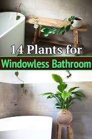 14 Plants For Windowless Bathroom In 2020 Best Bathroom Plants Bathroom Plants Decor Plants