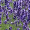 Am bekanntesten sind sicher die violetten, eben lavendelfarbenen blüten. 1