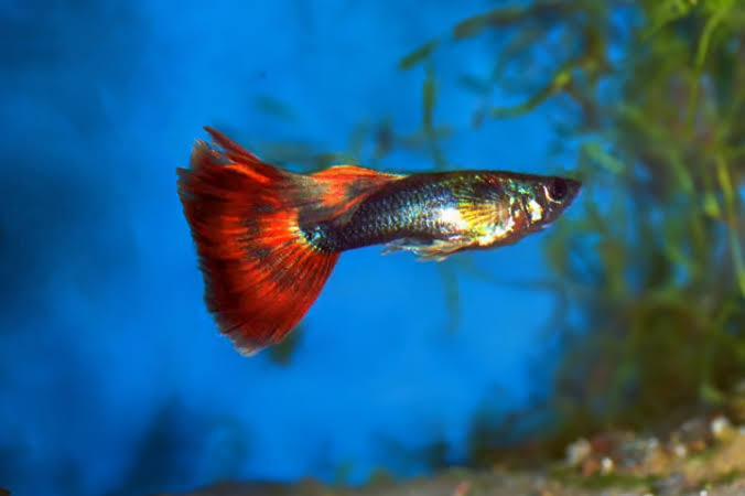 Red Delta Guppy - Live Fish Direct