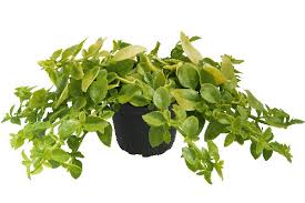 Image result for Aptenia