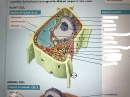 Animal cell, bacterial cell and plant cell structure, cross section detailed colorful anatomy on bright gradient. Real Plan Cell Diagram Quizlet