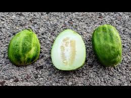 Image result for Cucumis meeusei