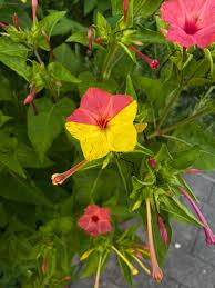 Image result for Mirabilis jalapa