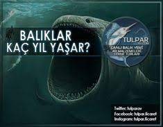 baliklar kac yil yasar nasil dinlenir balik balina deniz biyolojisi