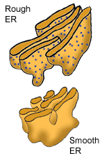 Check spelling or type a new query. Undefined Undefined Site Hosted By Angelfire Com Build Your Free Website Today Do All Cells Look The Same Cells Come In Many Shapes And Sizes Some Cells Are Covered By A Cell Wall Some Have Slimy Coats Or Elongated Structures That Push Them Through