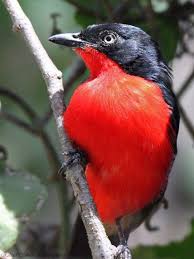 Black Bird With Orange Head Bush Shrike Black Headed Gonolek Pretty Birds Birds Butterflies Beautiful Birds