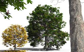 Check spelling or type a new query. Artstation 3d Red Horse Chestnut Tree Aesculus X Carnea Frederic Bec