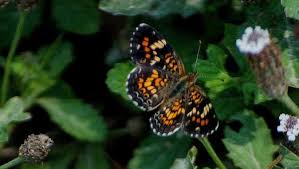 Image result for Hippocratea graciliflora